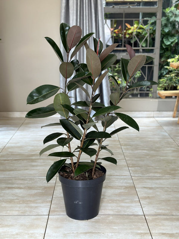 rubber tree abidjan XL Rubber Plant Abidjan – Botanical Heaven