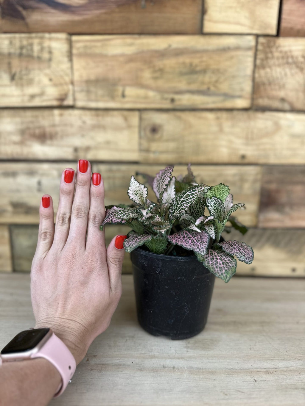 XS Pink Nerve Plant