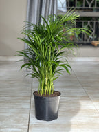 Large Bamboo Palm