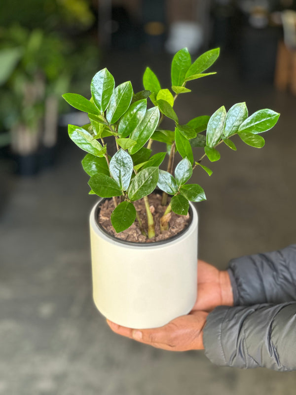Small ZZ Plant with Decorative Pot