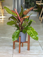 Medium Plant Stand- Kiaat