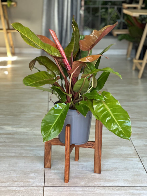 Medium Plant Stand- Kiaat