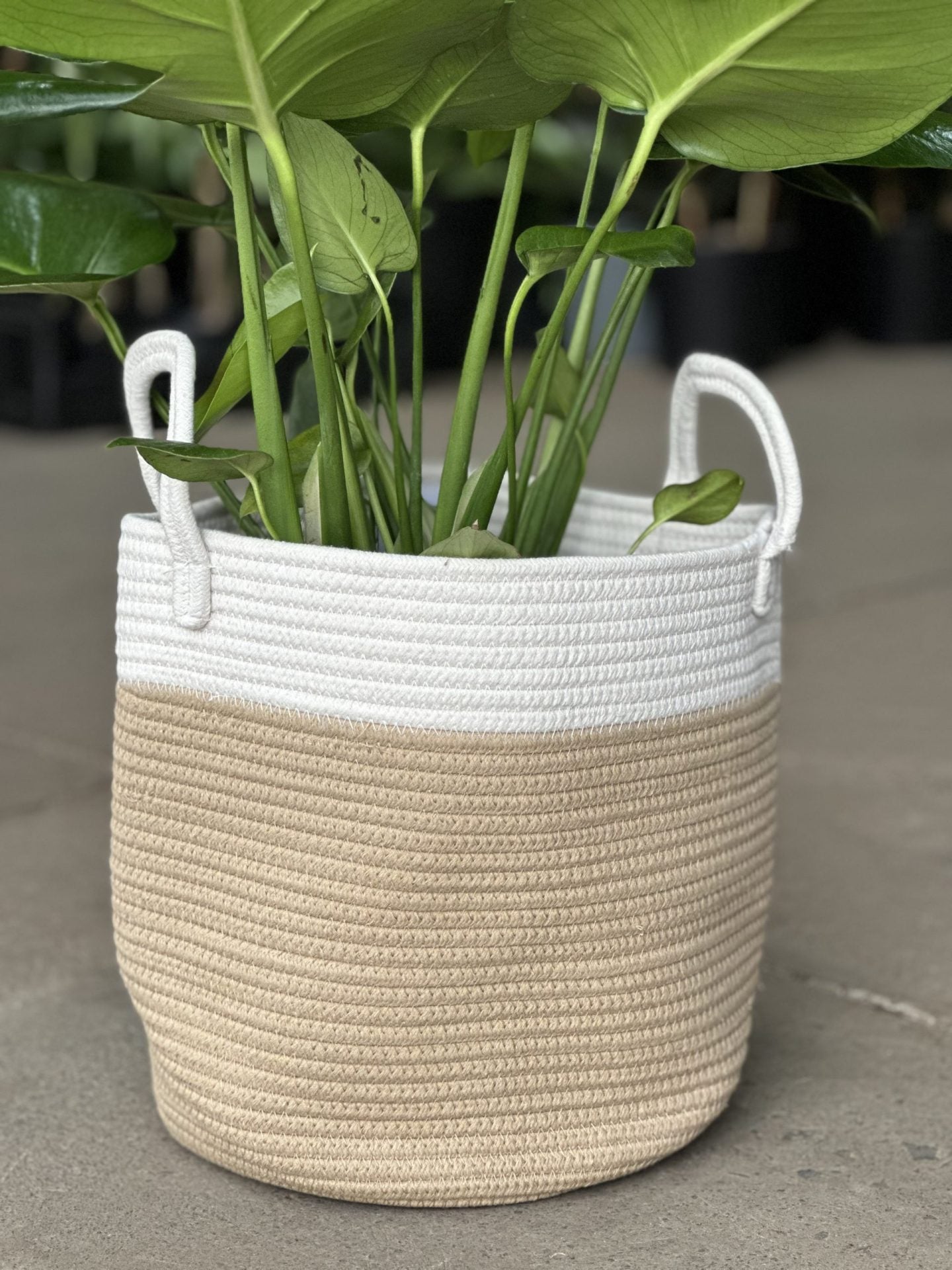 Large Natural Cotton Rope Basket - EH