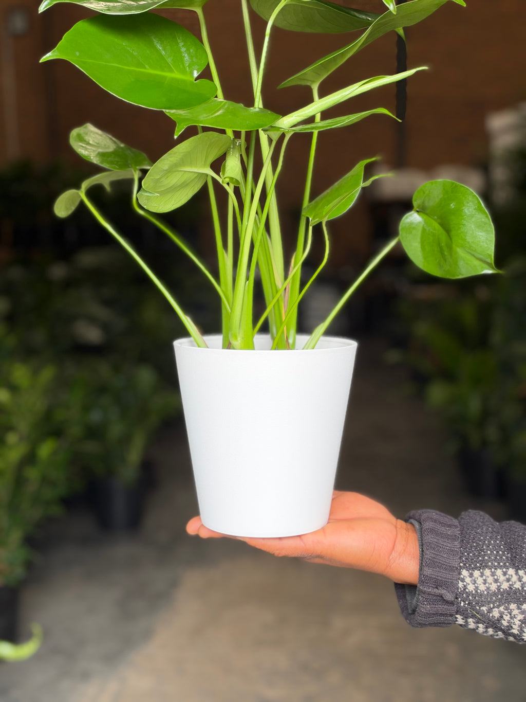 Small Monstera Deliciosa With Decorative Pot