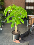 Medium Money Tree