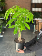 Medium Money Tree
