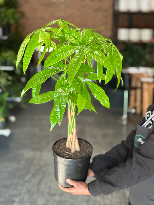 Medium Money Tree