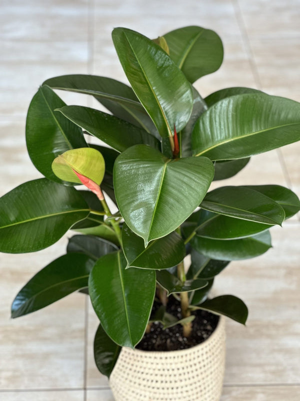Large Rubber Plant Robusta With Basket