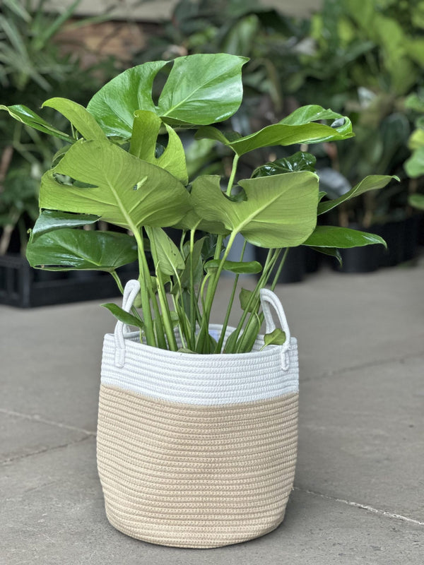 Large Natural Cotton Rope Basket - EH