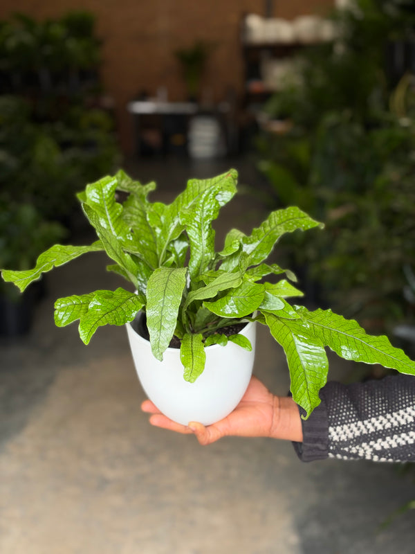 Small Crocodile Fern With Decorative Pot