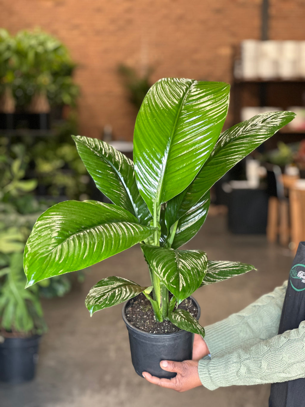Medium Peace Lily Sensation
