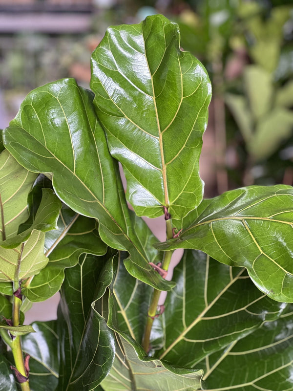 fiddle leaf fig south africa XL Fiddle Leaf Fig 3pp – Botanical Heaven