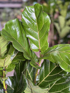 XL Fiddle Leaf Fig