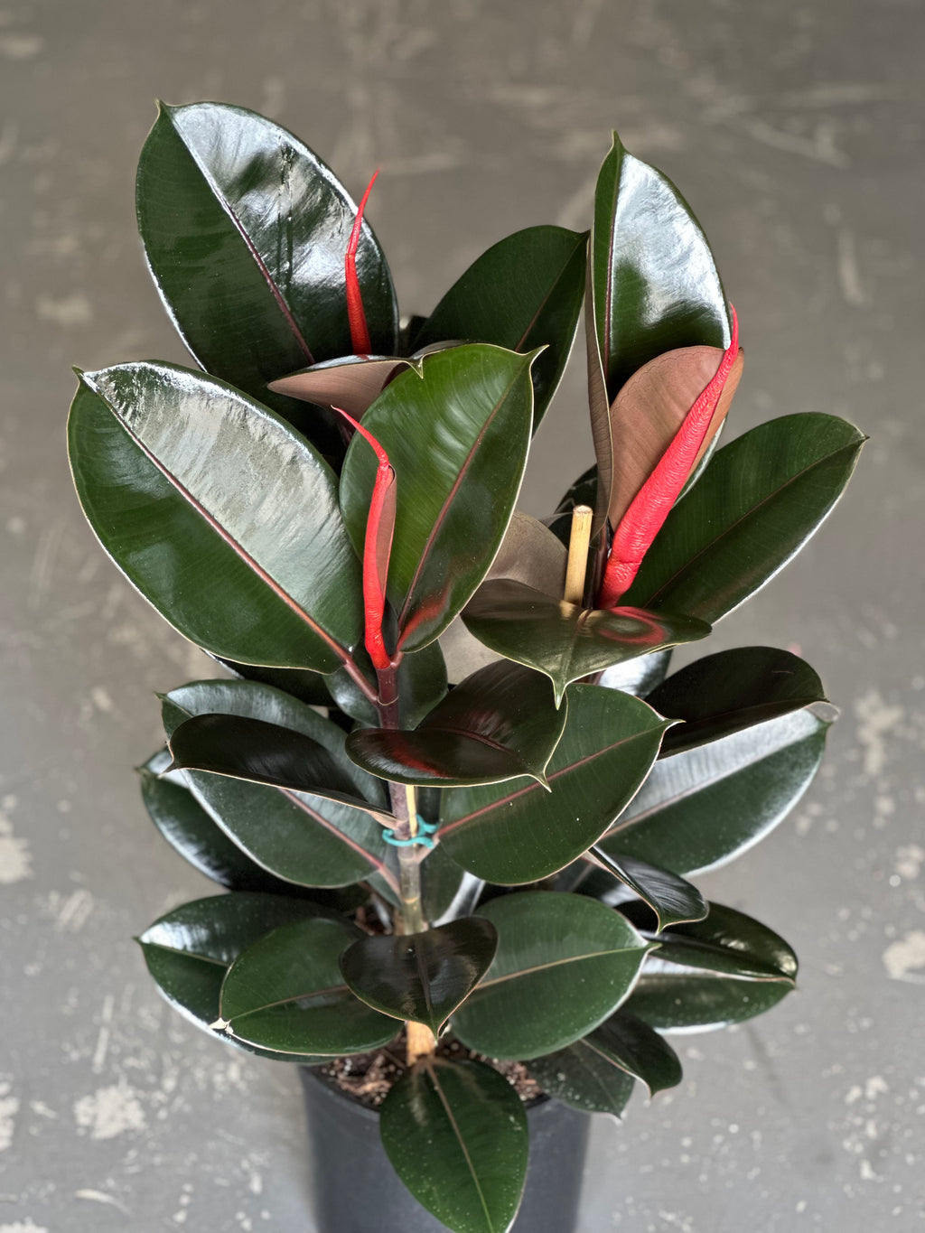 Large Rubber Plant Abidjan