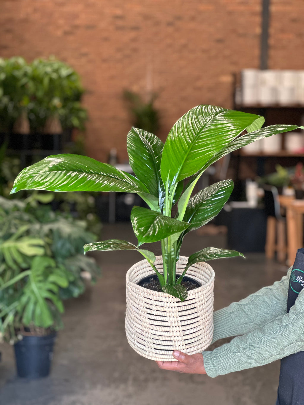 Medium Peace Lily Sensation With Basket