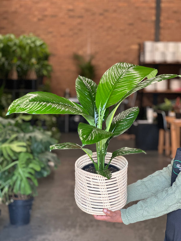Medium Peace Lily Sensation With Basket