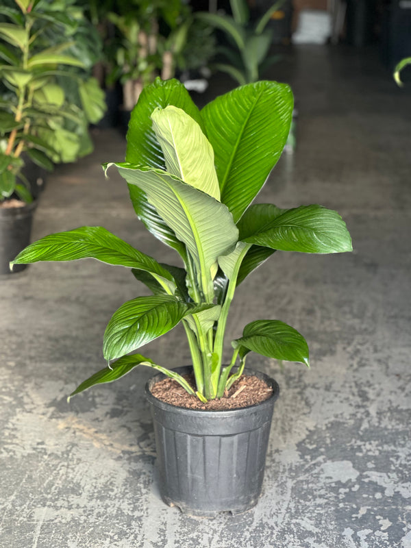 XL Spathiphyllum Sensation (Single stem)
