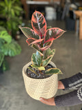 Medium Rubber Plant Ruby With Basket