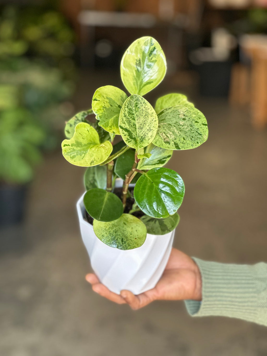 XS Peperomia USA With Decorative Pot