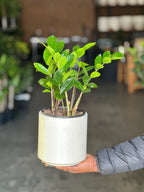 Small ZZ Plant with Decorative Pot