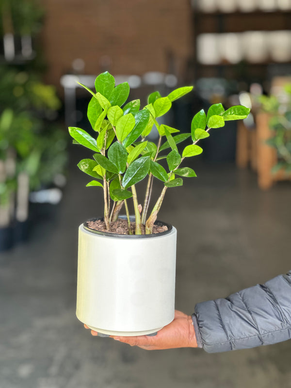 Small ZZ Plant with Decorative Pot