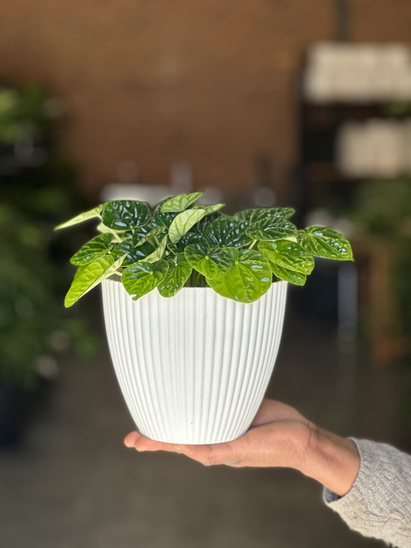 Small Green Ripple Peperomia With Decorative Pot
