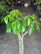 XL Money Tree