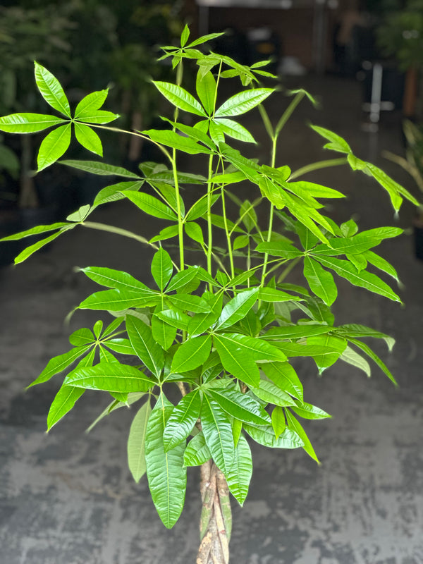 XL Money Tree
