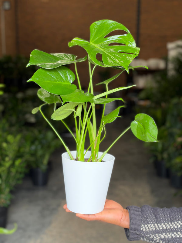 Small Monstera Deliciosa With Decorative Pot