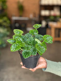 Small Green Ripple Peperomia