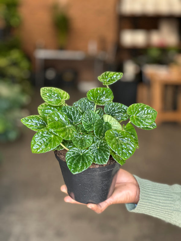 Small Green Ripple Peperomia