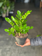 Small ZZ Plant