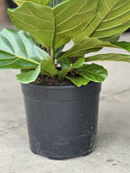 Large Fiddle Leaf Fig (3-stemmed)
