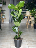 XL Fiddle Leaf Fig (single stem)