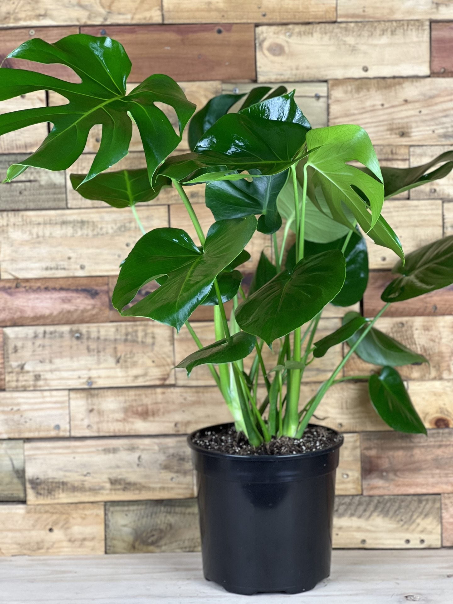 Large Monstera Deliciosa – Botanical Heaven