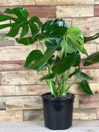 Large Monstera Deliciosa