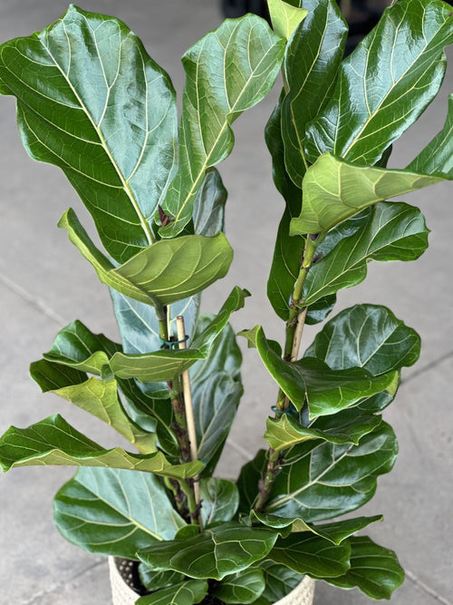 Large Fiddle Leaf Fig with Basket (3-stemmed)