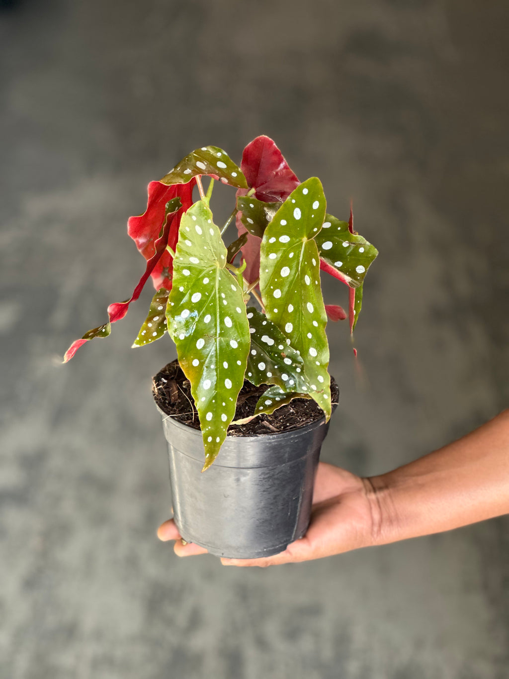 Small Polka Dot Begonia