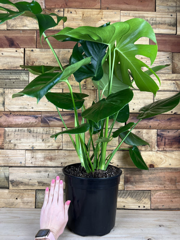 Large Monstera Deliciosa