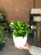 Small Dracaena Compacta With Decorative Pot