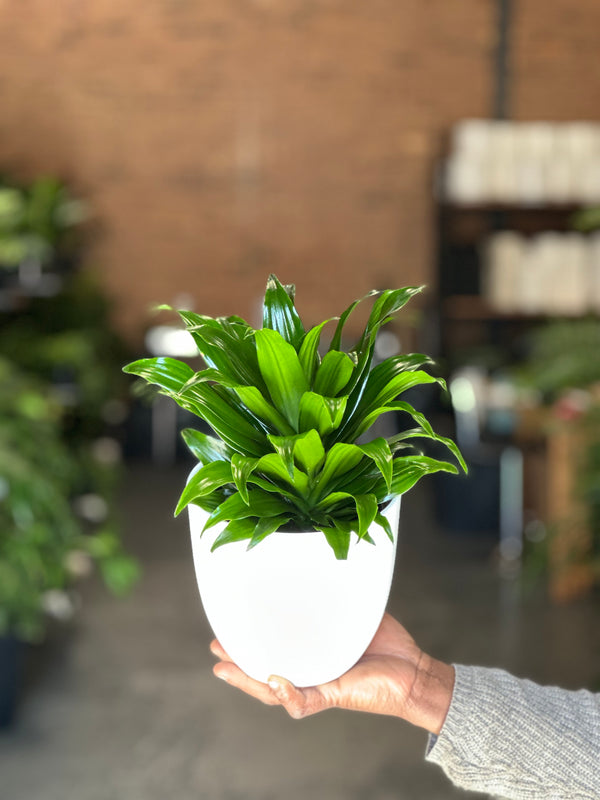 Small Dracaena Compacta With Decorative Pot