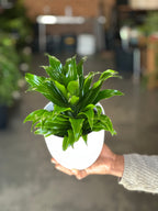 Small Dracaena Compacta With Decorative Pot