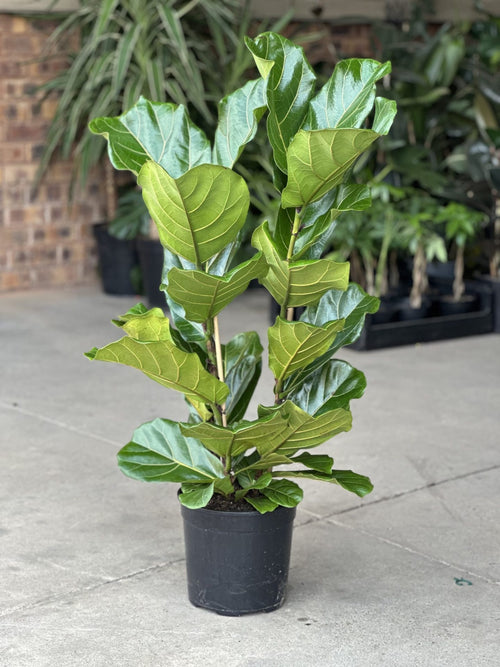 Large Fiddle Leaf Fig (3-stemmed)