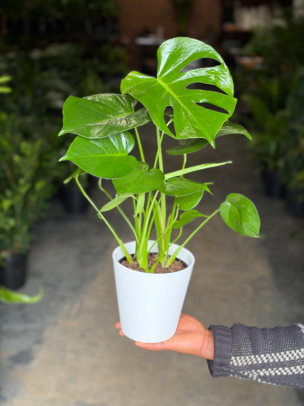 Small Monstera Deliciosa With Decorative Pot