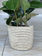 Large Rubber Plant Robusta With Basket