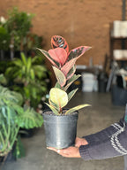Medium Rubber Plant Ruby