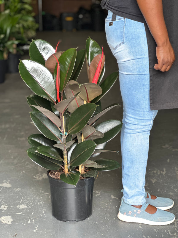 Large Rubber Plant Abidjan