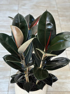Large Rubber Plant Abidjan With a Basket