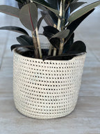 Large Rubber Plant Abidjan With a Basket