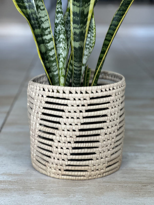 Variegated Snake Plant With Basket (M)